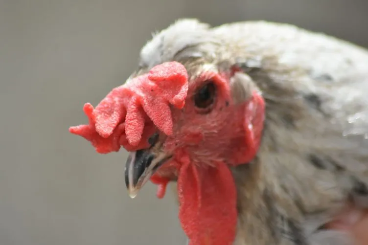 Türkiye’de örneği yok: Hem tavuk hem horoz!