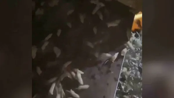 Avustralya'yı fareler bastı! Çiftçiler hükümetten acil yardım istedi - 2