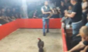 Hayvan koruma derneğinde horoz dövüşü!