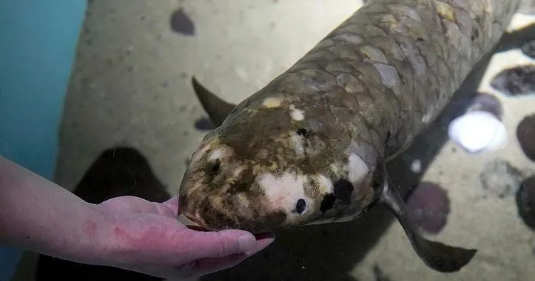 Dünyanın en yaşlı akvaryum balığı müzede koruma altına alındı
