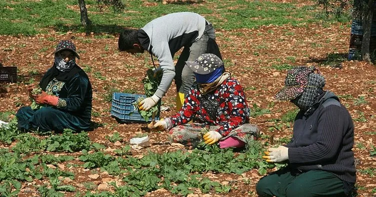 Suriye’nin sıfır noktasından tüm Türkiye’ye organik sebze gönderiliyor