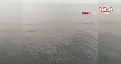 Adana’da balıkçılara balina şoku! 15 metrelik oluklu balina kamerada | Video