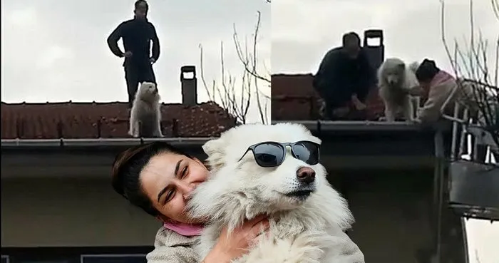 Sahibine küstü çatıya çıktı: Çok alıngan bir köpek