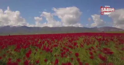 Muş Ovası’nı kırmızıya bürüyen lalelerden kartpostallık görüntüler | Video