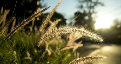 2.CEMRE DÜŞÜYOR! Baharın habercisi cemreler ne zaman düşecek? İşte sıralama ve tarihler