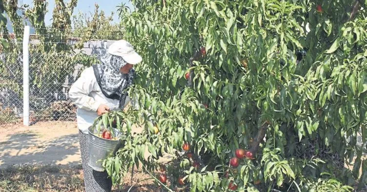 Hobi bahçelerinin kaderi belli olacak