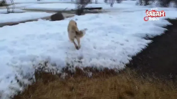 Sivas'ta ölen yavrusunu gömen köpeğin şaşırtan görüntüleri |Video