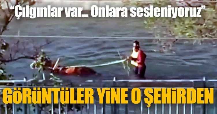 Son dakika: Adana’da su kanalında ilerleyen at arabası fenomen oldu