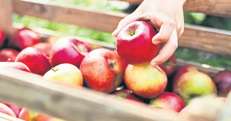 Tayland’a elma ihracatı heyecanı