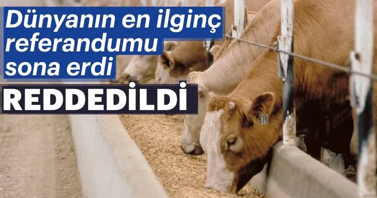 İsviçreli çiftçilerin boynuzlu inek talebi reddedildi
