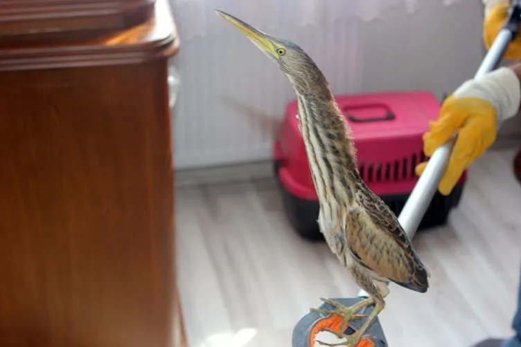 Başakşehir’de bir eve Hint balıkçıl kuşu girdi