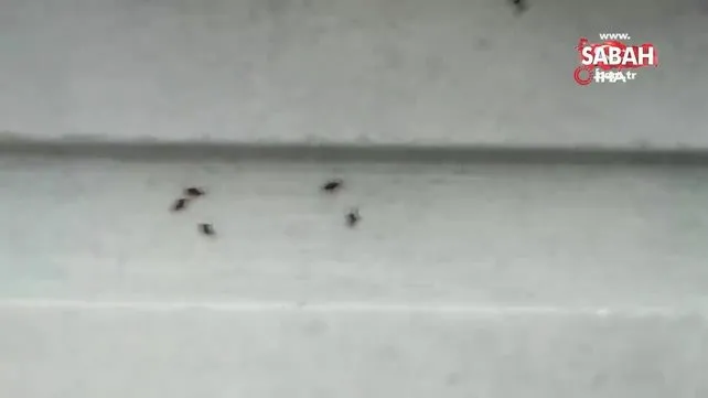 Kocaeli'de 3 ilçeyi böcekler istila etti | Video