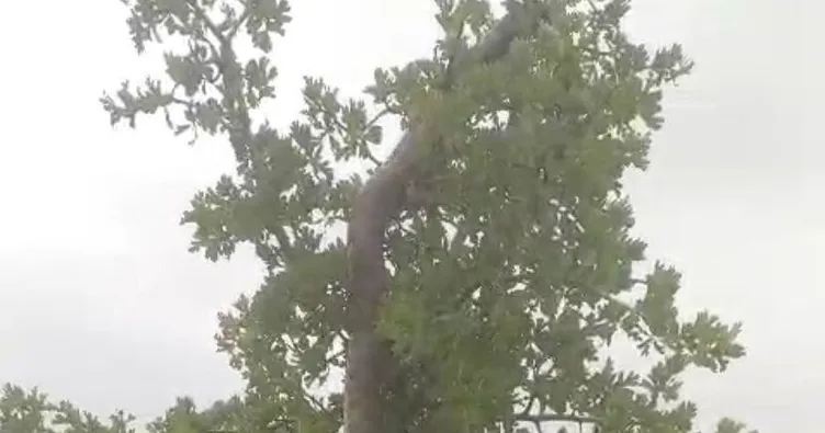 Elazığ’da 3 metrelik dev yılan korkuttu