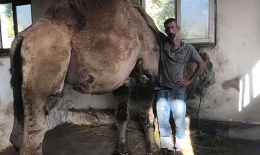 Deve sevgisi sonu oldu