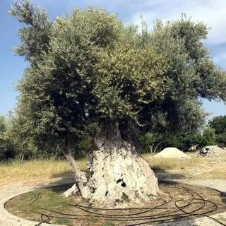 İşte Cumhurbaşkanı Erdoğan'ın bahsettiği o zeytin ağacı
