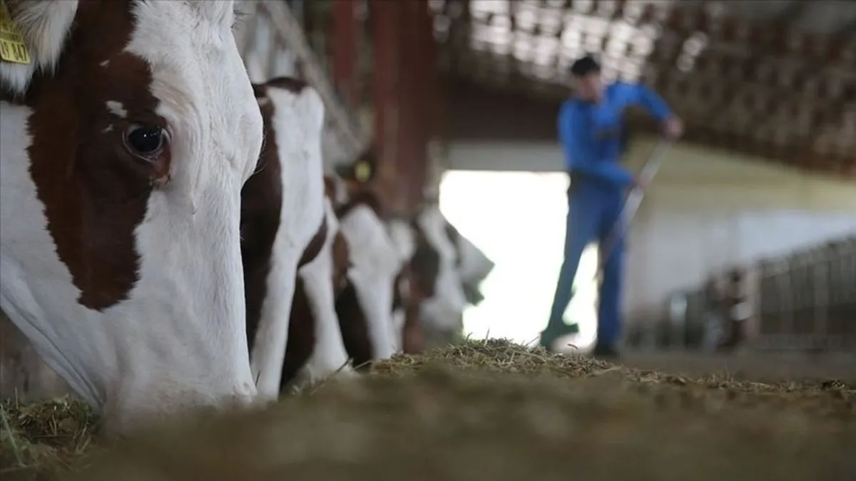 Bakanlıktan hayvancılığa 36,6 milyar lira destek Bakanlıktan hayvancılığa 36,6 milyar lira destek