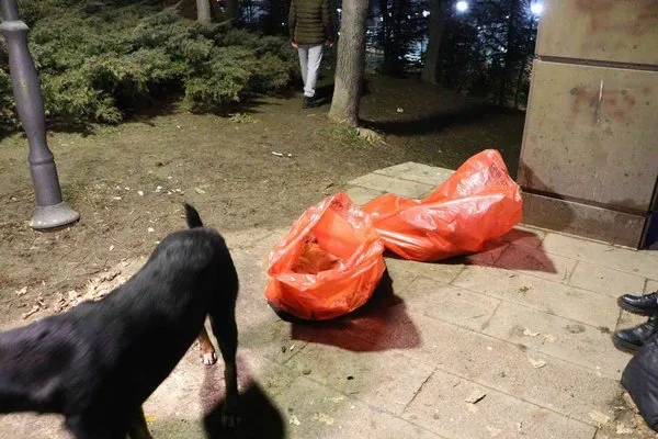 Ankara’da bir köpek zehirlenerek telef edildiği iddia edilen 8 yavru köpeğin başından dakikalarca ayrılmadı