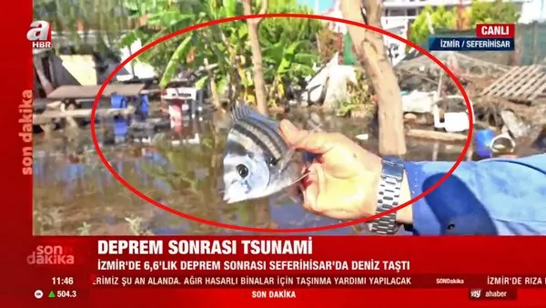 Son dakika! İzmir'de tsunami sonrası şoke eden olay! Deprem sonrası balıklar karada böyle görüntülendi | Video
