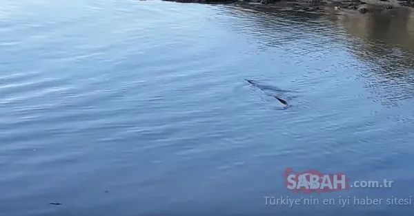 Gizemli deniz yaratığı balıkçıyı şaşkına çevirdi!