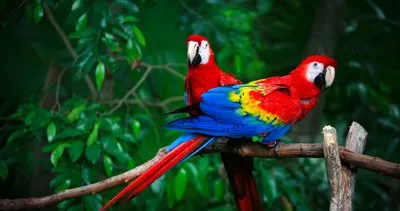 Papağan Fiyatları 2024 - Yavru Sultan, Jako, Sevda, Pakistan, Forpus, Kakadu, Macaw ve Amazon Papağanı Fiyatları