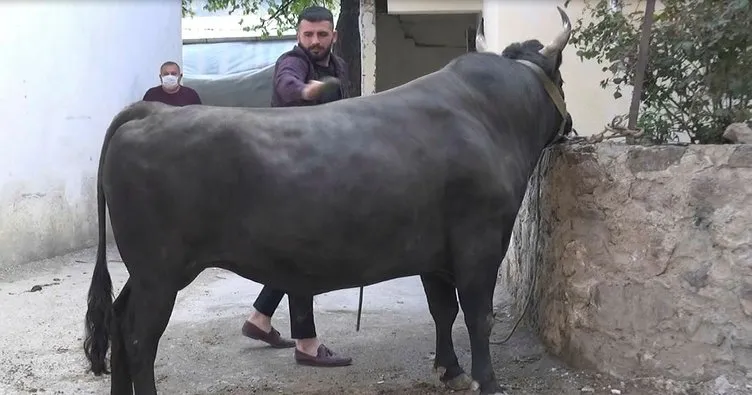 Boğasıyla kampa girdi, salgının bitmesini bekliyor