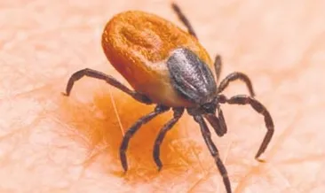 Robert Koch’tan kene uyarısı