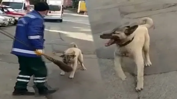 SON DAKİKA: Rize'de temizlik işçisinin süpürgesini çalarak kaçan sokak köpeği kamerada! 