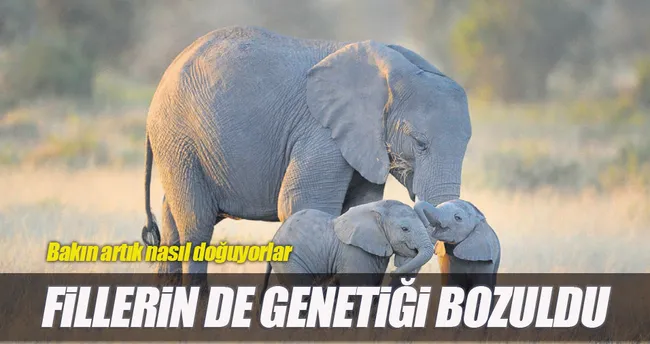 Avcılar yüzünden filler dişsiz doğuyor