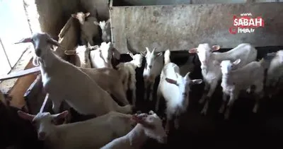 Bu keçi, sahibini bir an olsun yalnız bırakmıyor | Video
