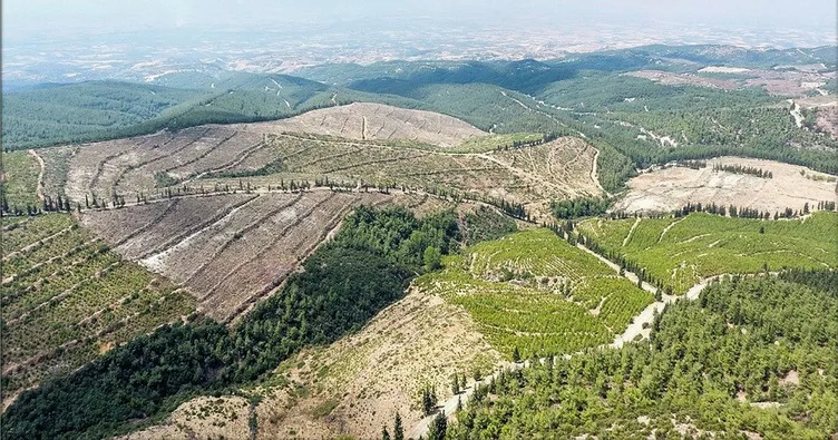 İzmir ve Manisa’ya 7 milyon fidan