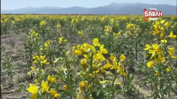 Bu çiçeği izinsiz koparmanın cezası 73 bin TL | Video