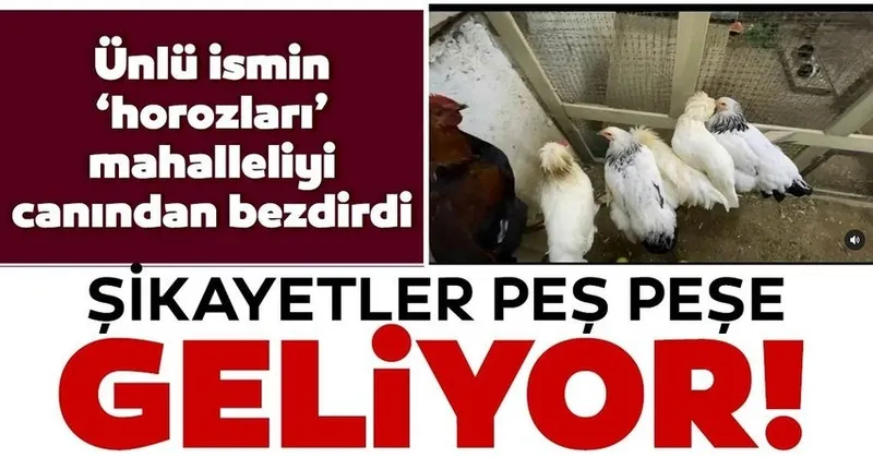 Etiler De Horoz Sikayeti Nasuh Mahruki Nin Horozu Basina Is Acti Sayfa 5 Son Dakika Haberler Etiler De Horoz Sikayeti Nasuh Mahruki Nin Horozu Basina Is Acti Sayfa 5 Son Dakika Haberler