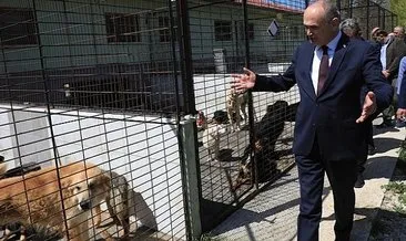 Sokak hayvanları sorununa Düzce modeli çözüm: Yerden ısıtmalı barınak inşa edildi! #duzce