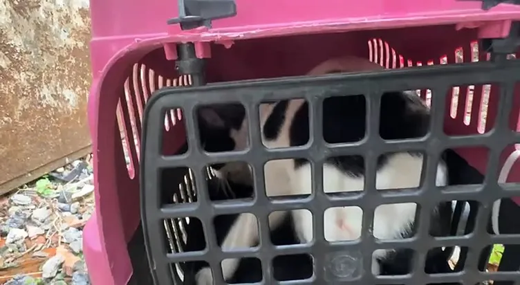 Acı çığlıkları sokağı inletti: Yardımına itfaiye koştu!