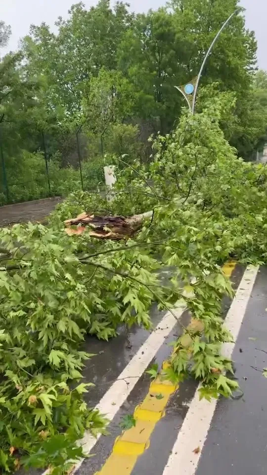 kocaelinde-15-dakikalik-yagmur-hayati-felc-etti-agaclar-devrildi-direkler-yikildi-elektrikler-kesildi-1747561110947.jpg