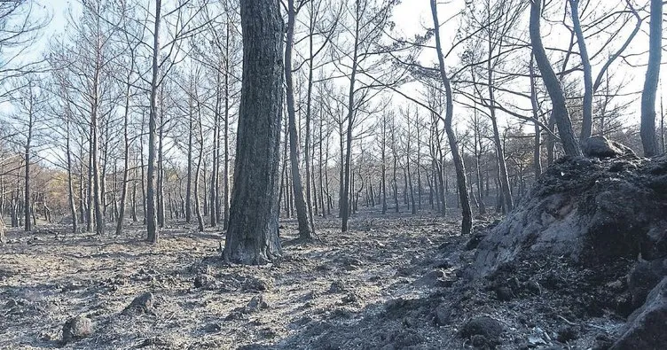 Ayvalık’ta yangın sonrası acı tablo