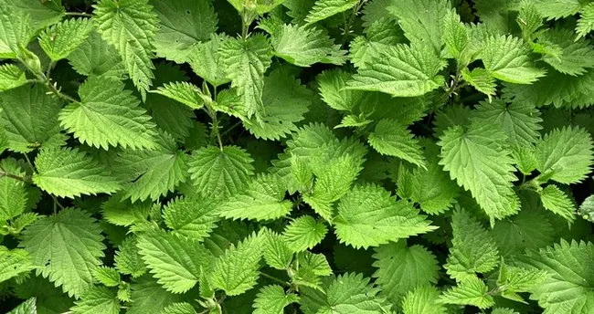 Isırgan Otunun Saça Faydaları Nelerdir? Isırgan Otu Saça Nasıl Uygulanır?