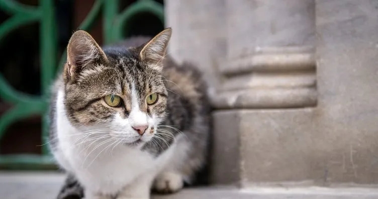 Kedi tırmığı hastalığına dikkat!