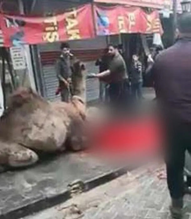 Sokakta deve kesimi işkenceye döndü, zabıta ceza kesti