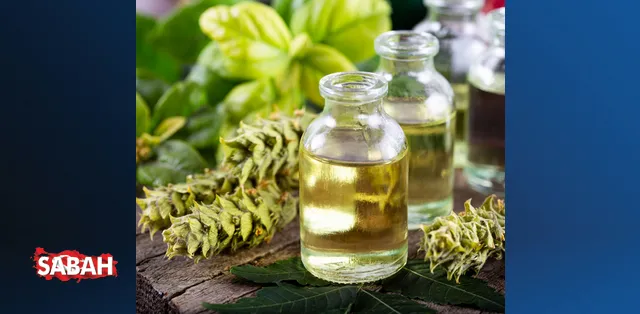 Kekik Yağı Faydaları Neler? Kekik Yağı Ne İşe Yarar, Neye İyi Gelir ve ...