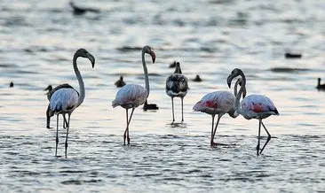 Kuraklık onları da etkiledi! Flamingoların yaşam alanı değişti