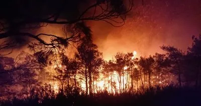 Muğla’da orman yangınında yok olmuşlardı! Yeniden görülmeye başlandı