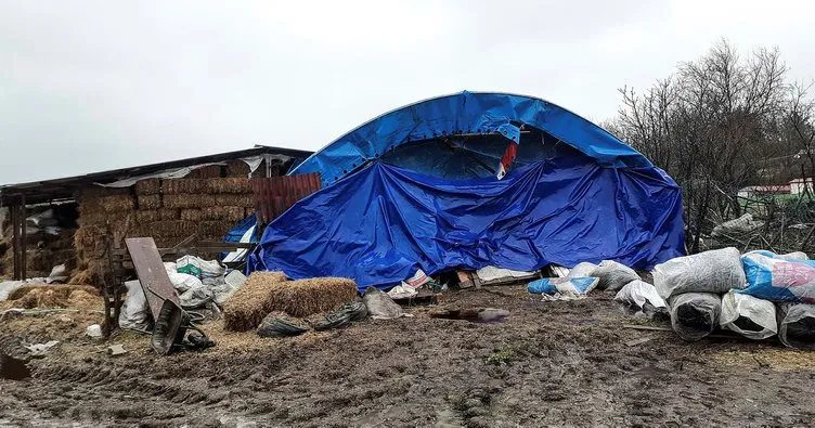 Devrilen ağaçtan belediyeden tazminat istemek mümkün