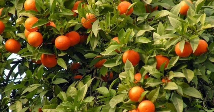 Güneyin turunçgil üretim merkezlerinden ekonomiye önemli katkı
