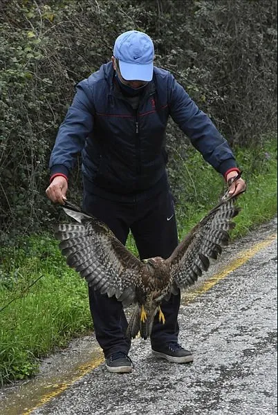mugla da yarali halde bulunan yilan