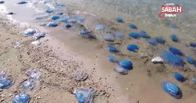Foça plajlarında denizanası istilası: Yüzlercesi kıyıya vurdu | Video