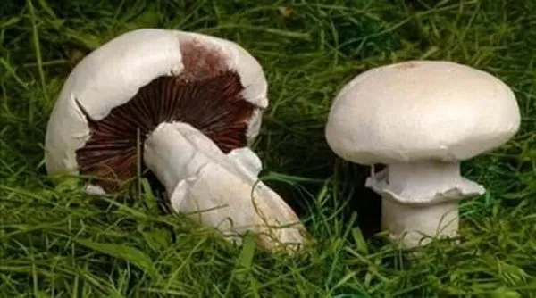 En zararlı 30 yiyecek!