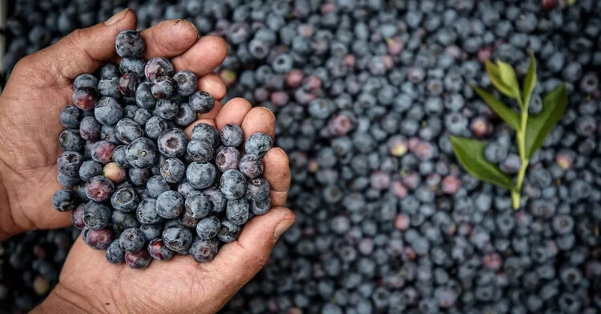 Yaban mersini nasıl tüketilir ve saklanır? Yaban mersini çayı nasıl yapılır? - Sağlık Haberleri