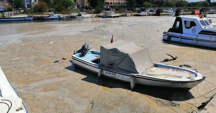 Marmara Denizi’nde müsilaj tehlikesi: Önlem alınmazsa...