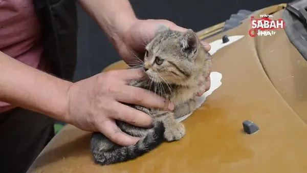 duyarli vatandastan otomobilin surucusune not kaputta kedi var video videosunu izle son dakika haberleri